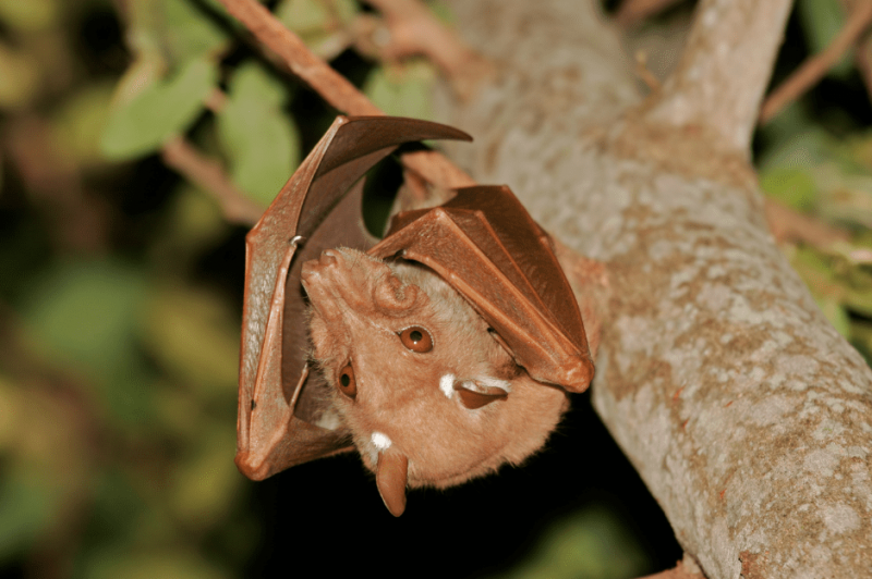   franquets-epauletted-fruit-bat-1166785