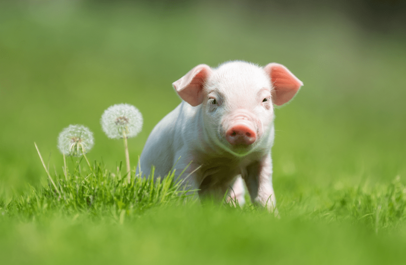 Baby Pigs Tények, képek és GYIK válaszolva