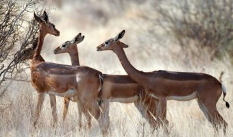 Gerenuk