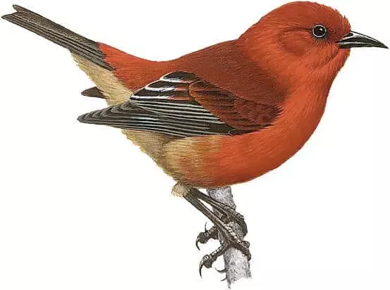   laysan-honeycreeper-4879814
