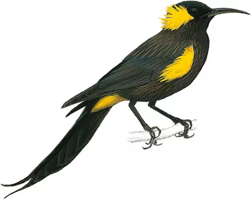   moho_bishopi-9104110