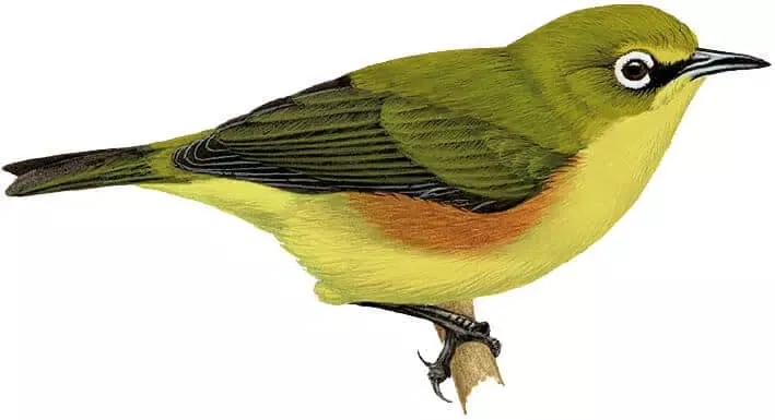   marianne-white-eye-5401452