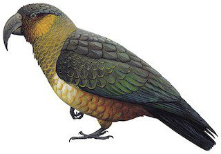   ilha-norfolk-kaka-8661998