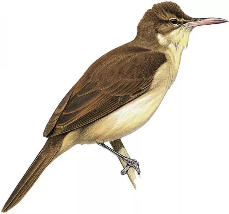   Pagan-Reed-Warbler-2037909