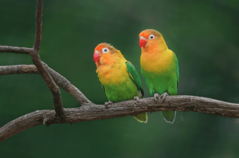   pájaros del amor
