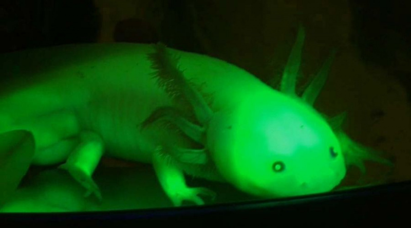   axolotl-1-5771280