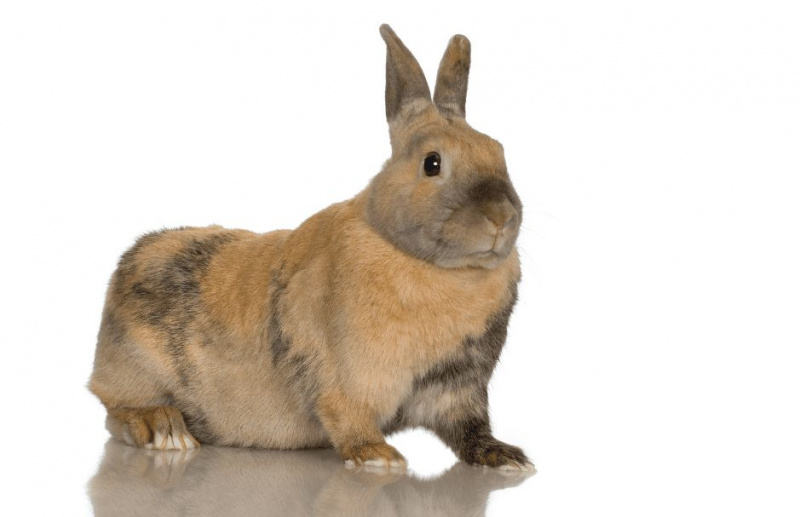El conill arlequí: dades i guia principals